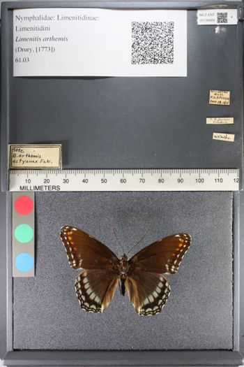 Media type: image;   Entomology 136669